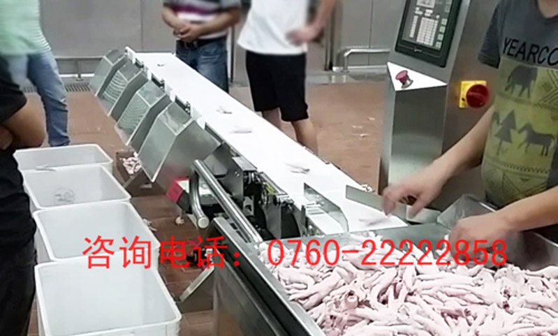 Chicken feet weight sorting scale application example