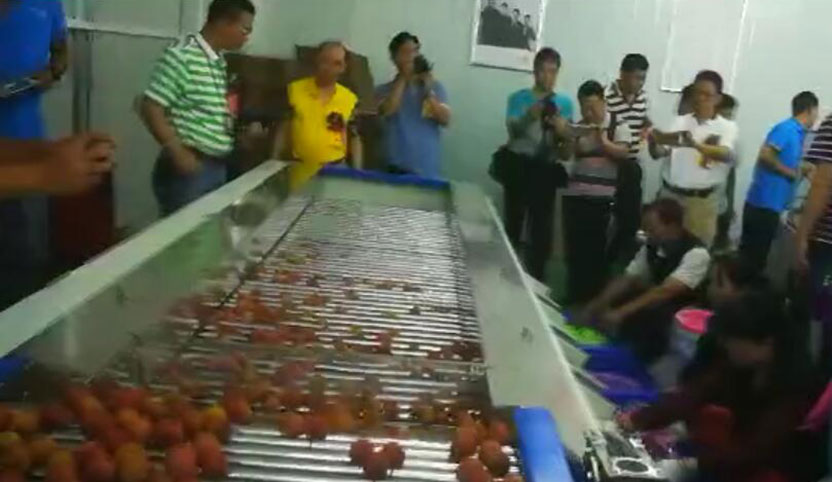 Zhongshan precision lychee sorting site